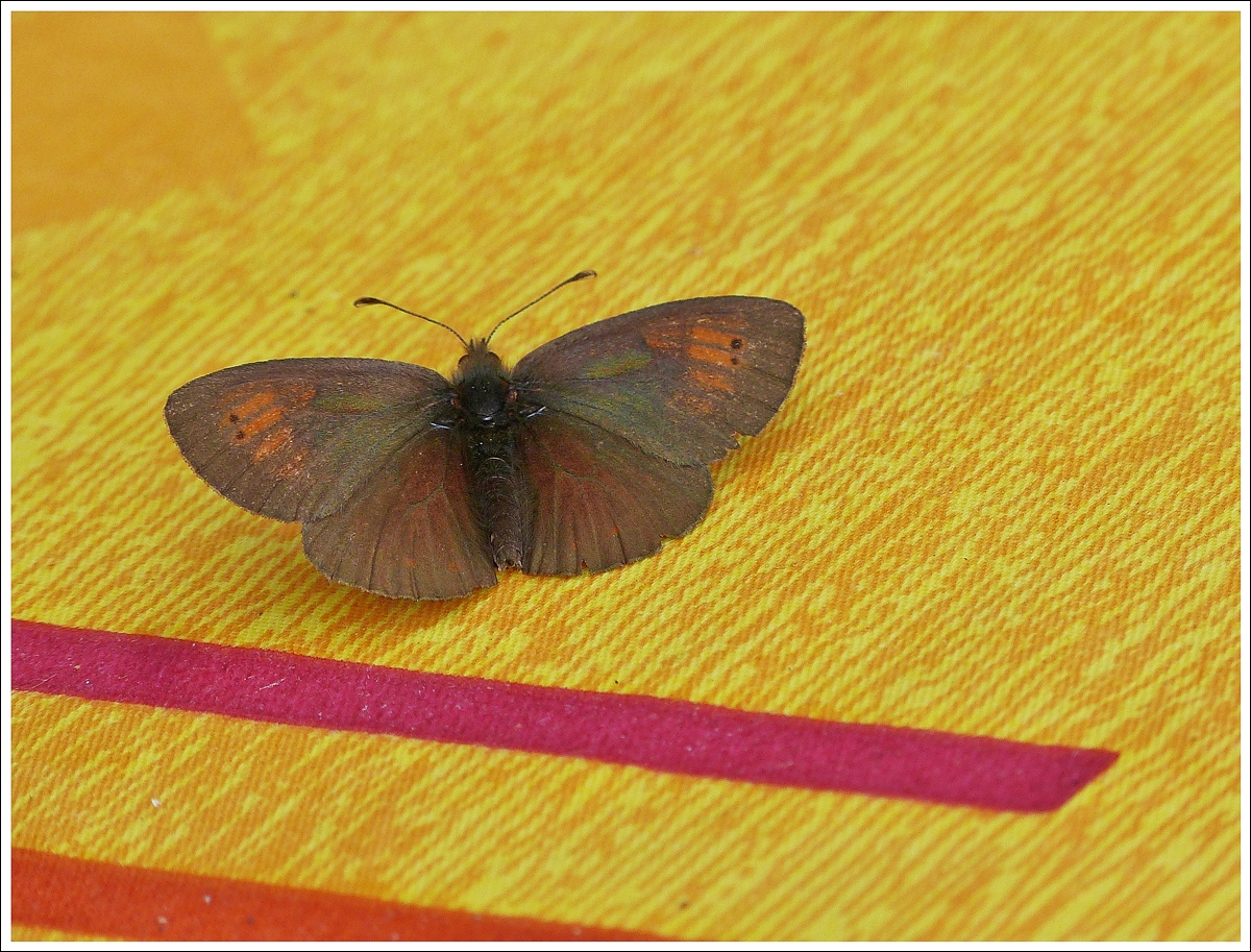 . Unerwarteter Besuch auf der Terrasse des Berghauses am Brienzer Rothorn, ein Grnschillernder Mohrenfalter (Erebia tyndarus). 28.09.2013 (Jeanny)