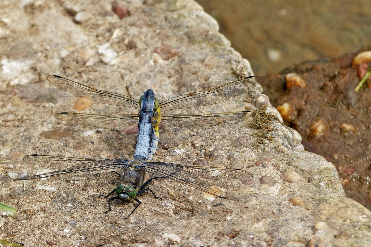 . Viele Fl�gel und pr�chtige Farben. 12.07.2015 (Jeanny)