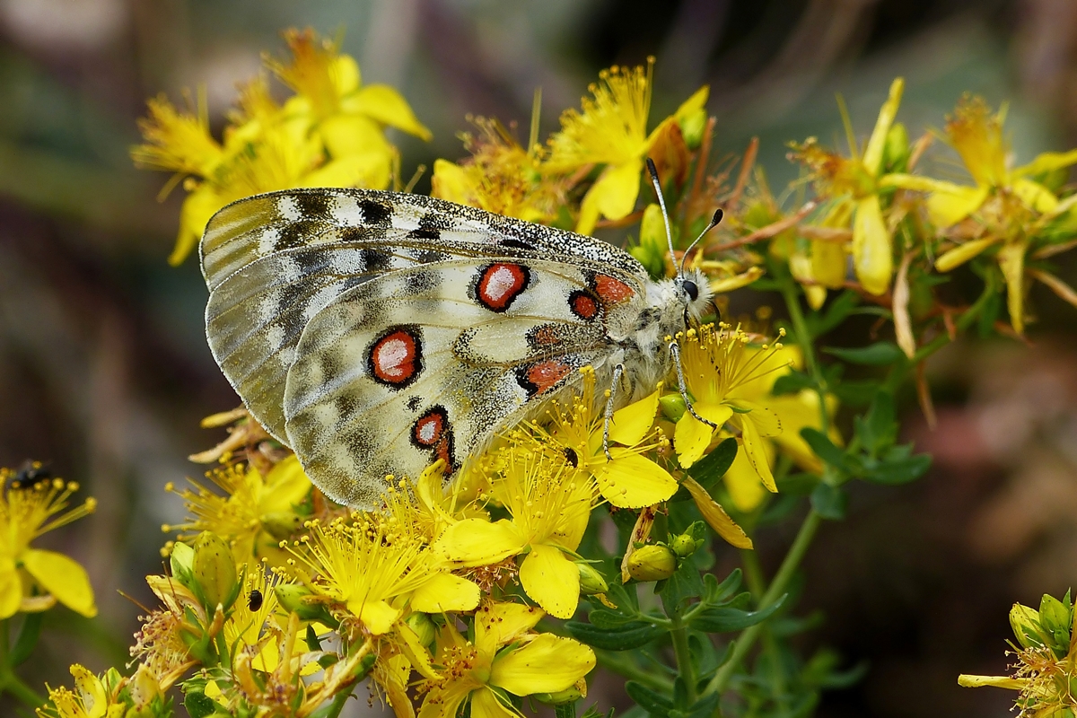 . Von Christine entdeckt, brauchte ich nur noch abzudrcken - Ein Moselapollo (Parnassius apollo vinningensis) beim Nektarnaschen in der Nhe von Winningen. 20.06.2014 (Jeanny)