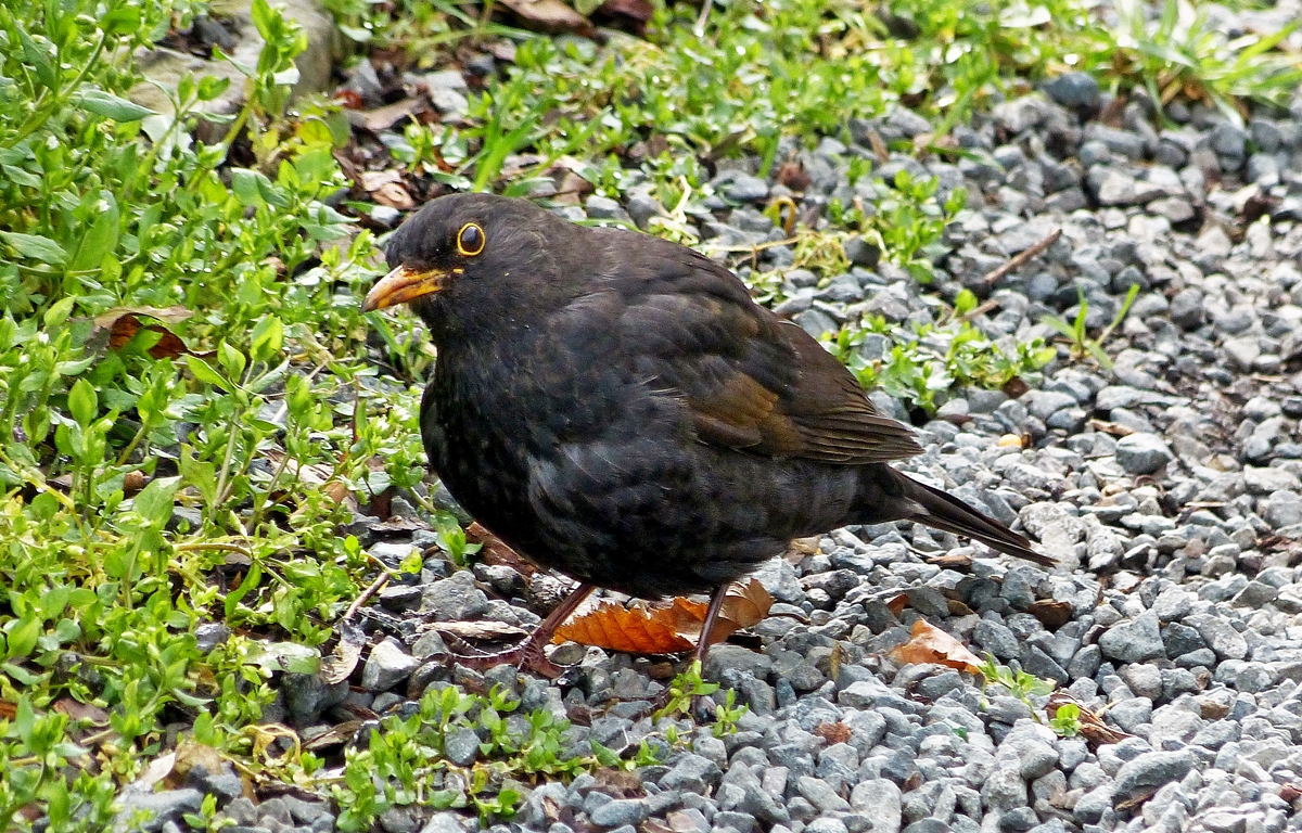 . Was machst Du denn hier in meinem Revier, scheint die Amsel zu fragen. Gesehen in Dillenburg am 23.03.2014. (Jeanny)