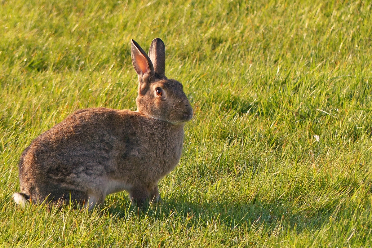 . Was machst du denn hier auf meiner Insel? - Baltrum, 06.10.2014 (Jeanny)