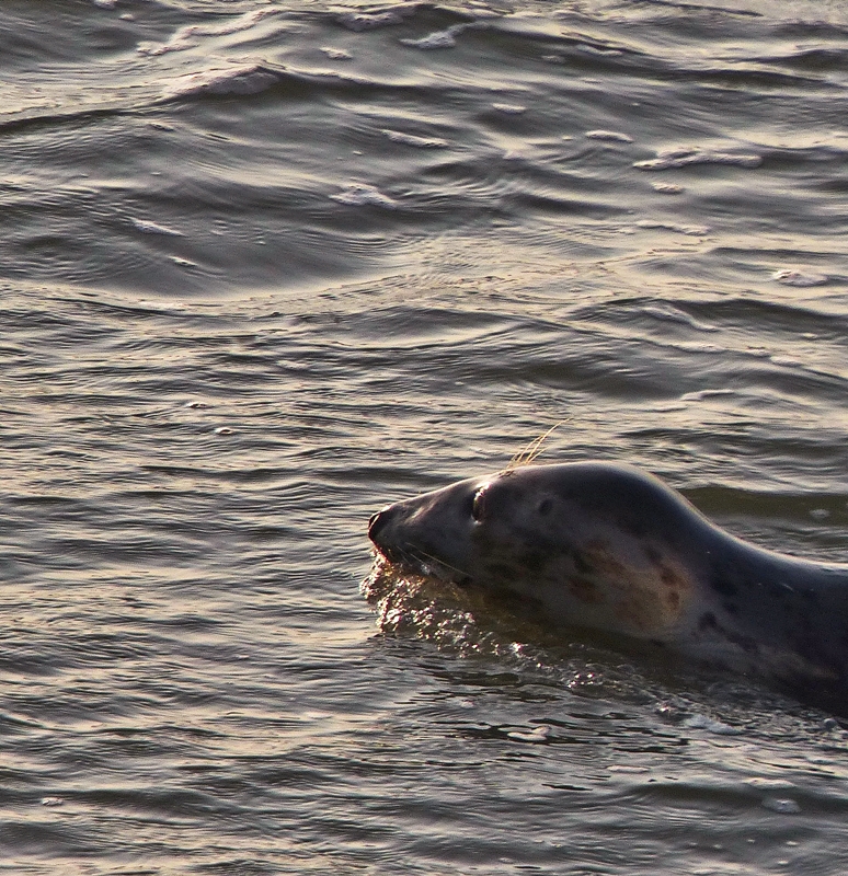 . Wettschwimmen mit der F�hre zwischen Ne�mersiel und Baltrum. 06.10.2014 (Jeanny)
