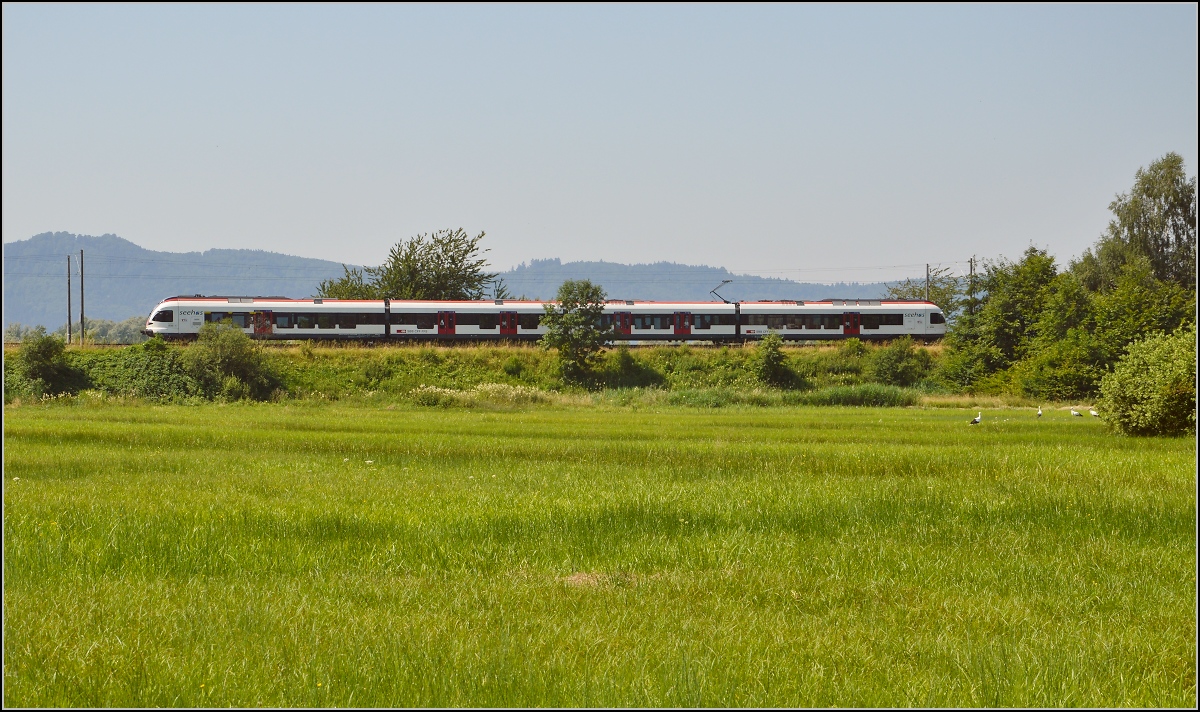 10 Jahre Seehas mit der SBB. 

Zwischen Bodensee und den Hegauvulkanen durchfährt der Seehas eine alte Kulturlandschaft mit freuchten Wiesen und stört Adebars Parade. Böhringen, Juli 2015.