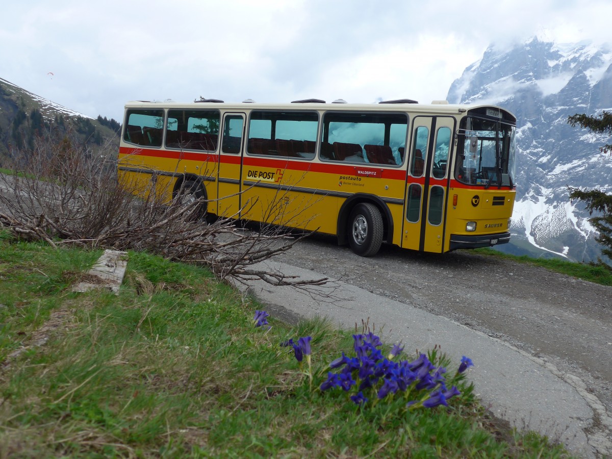 (161'041) - AVG Meiringen - Nr. 74/BE 607'481 - Saurer/R&J (ex PostAuto Berner Oberland; ex P 24'357) am 25. Mai 2015 in Grindelwald, Waldspitz