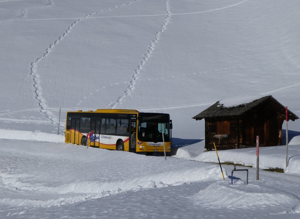(270'364) - GrindelwaldBus, Grindelwald - Nr. 14/BE 202'568 - MAN/G�ppel am 29. Dezember 2024 auf der Bussalp