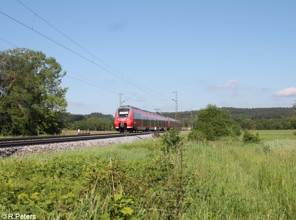 442 264 als S1 39125 Bamberg - Neumarkt/Oberpfalz bei Pölling. 20.05.24