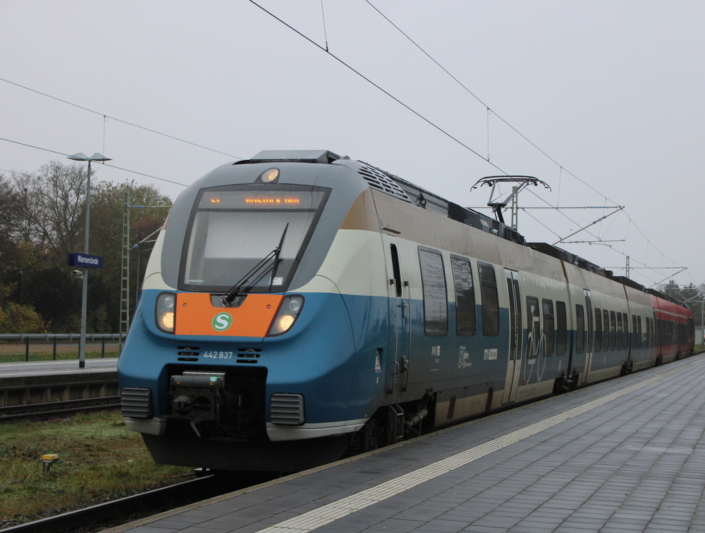 50 Jahre Rostocker S-Bahn Hamster 442 837 als S1 von Warnemünde nach Rostock Hbf bei der Ausfahrt in Warnemünde.15.11.2024