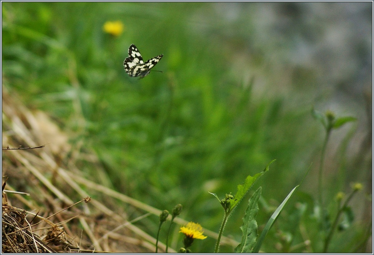 Abflug zur nchsten Blume.
(03.08.2013)