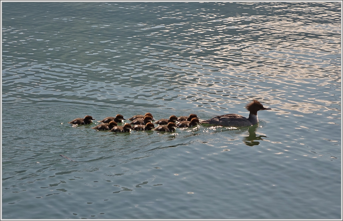 Alles mir nach...
(25.05.2016)