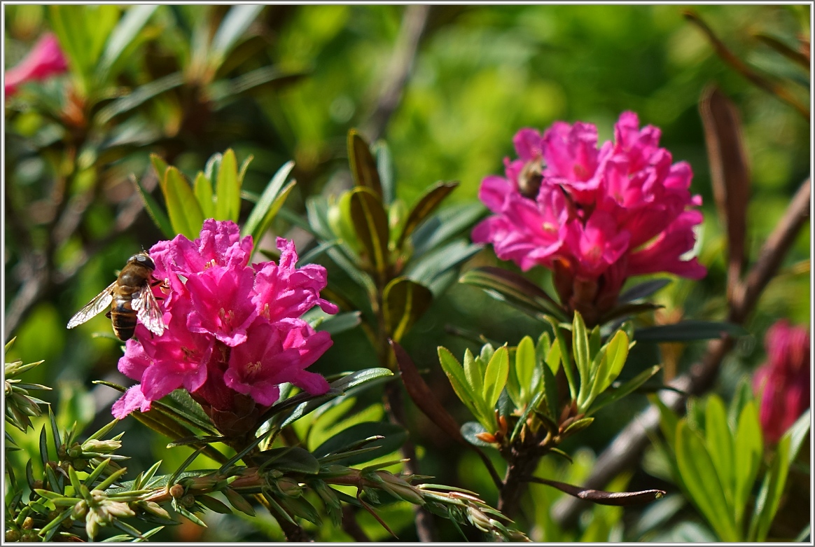 Alpensrosen
(06.07.2016)