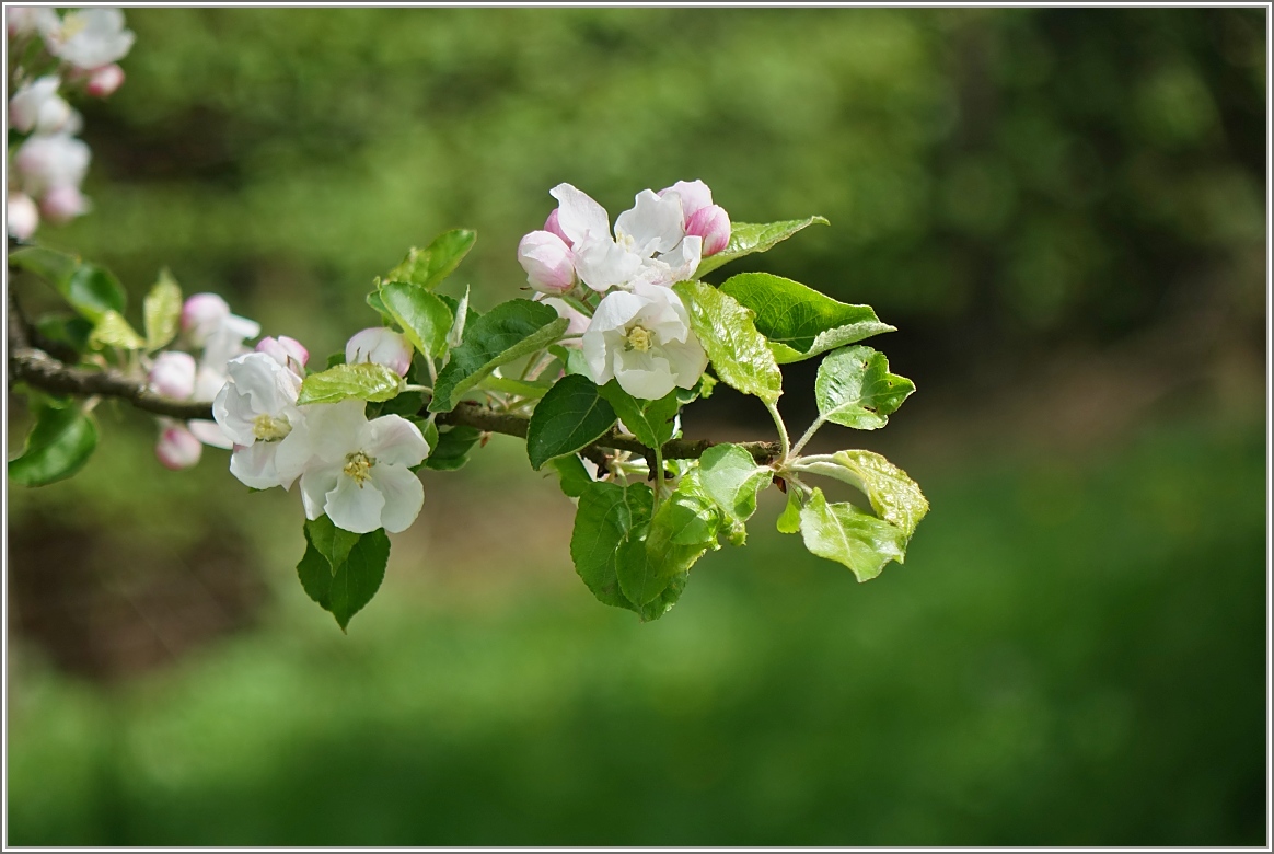 Apfelblüten
(23.04.2017)