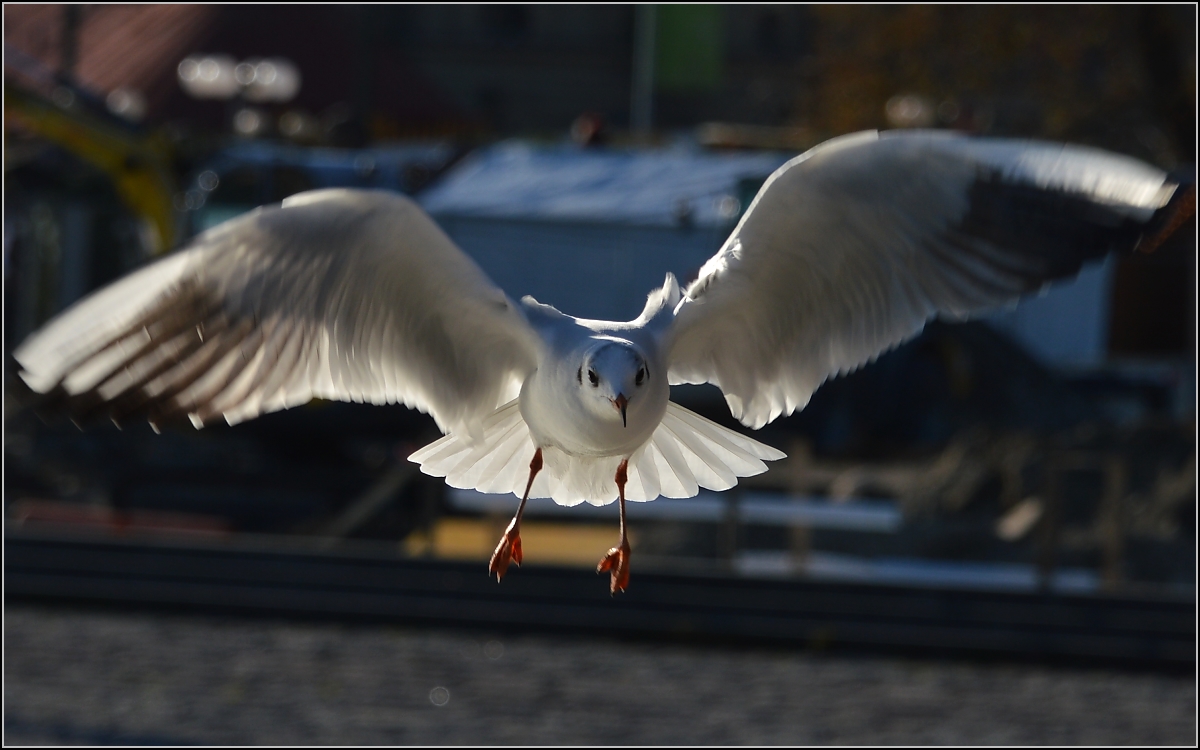 Auch die Möwen besuchen den Weihnachtsmarkt ausgiebig.
Konstanz 2013.