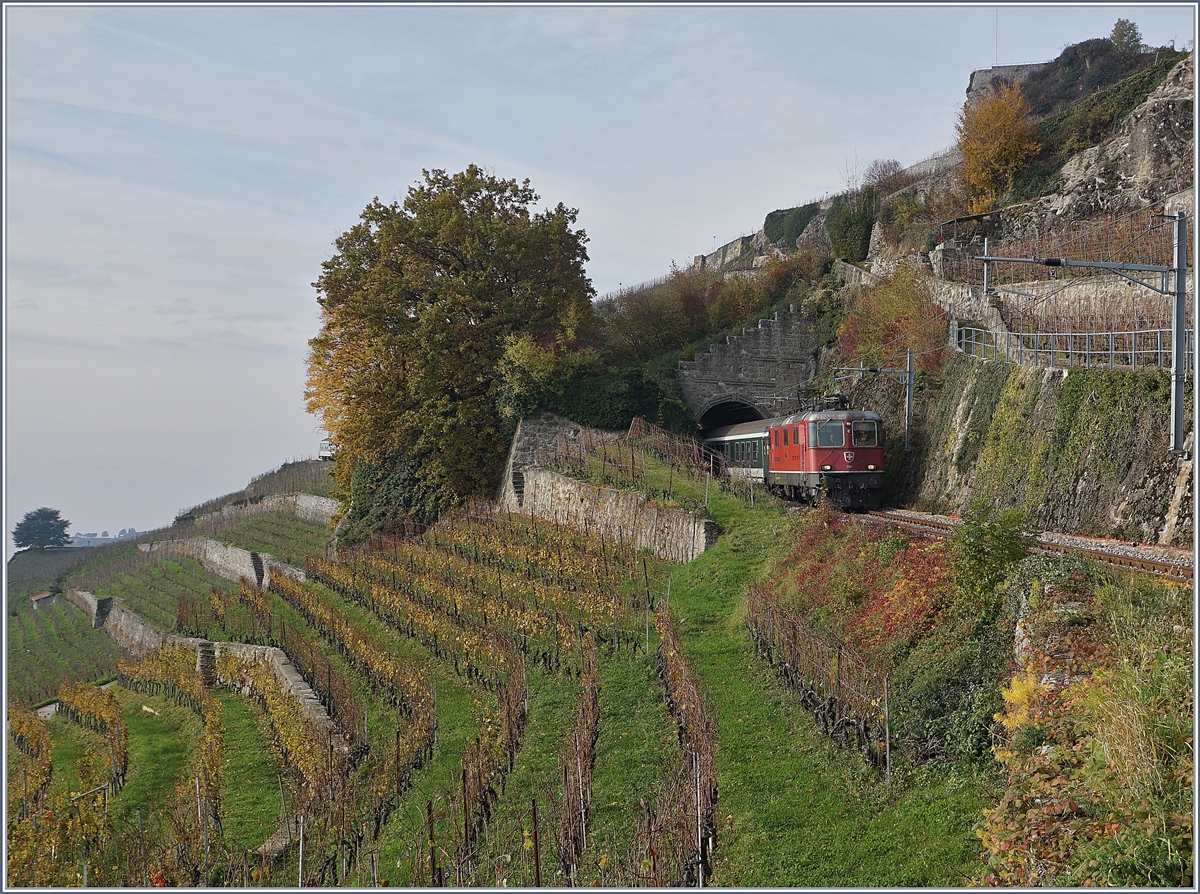 Auf den ersten Blick zu früh abgedrückt, auf den zweiten entdeckt man dann hinter den Baum noch den letzten Wagen dieses acht Wagen umfassenden Fussballfan Zuges, welcher die SBB Re 4/4 II 11198 von Bern nach Sion bringt und hier beim dem 20 Meter langen Salanfe Tunnel mit bedacht die steile Talfahrt auf der Train des Vignes Strecke Richtung Vevey angeht.

24. Nov. 2019