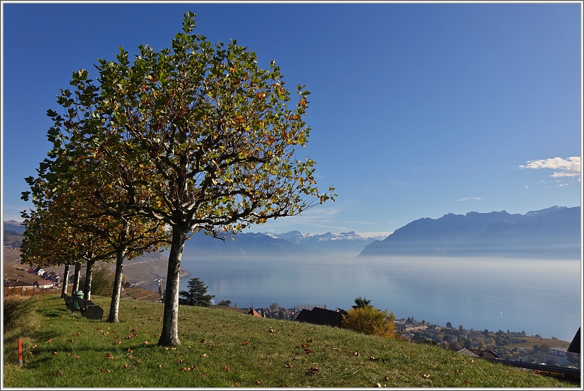 Ausblick von Grandvaux auf den Genfersee und die Waadtländer Alpen.
(26.10.2017)