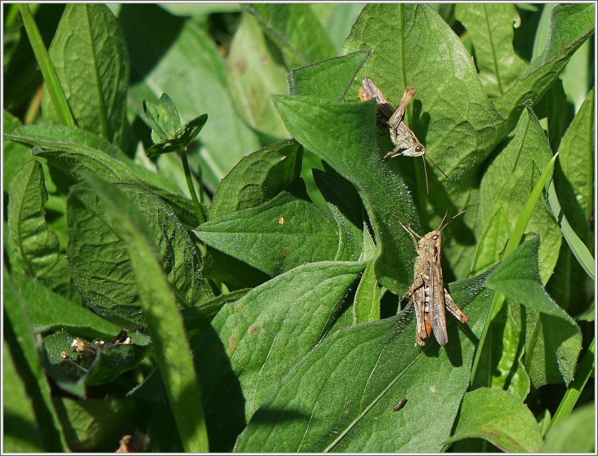 Austausch unter Artgenossen...
(27.08.2018)