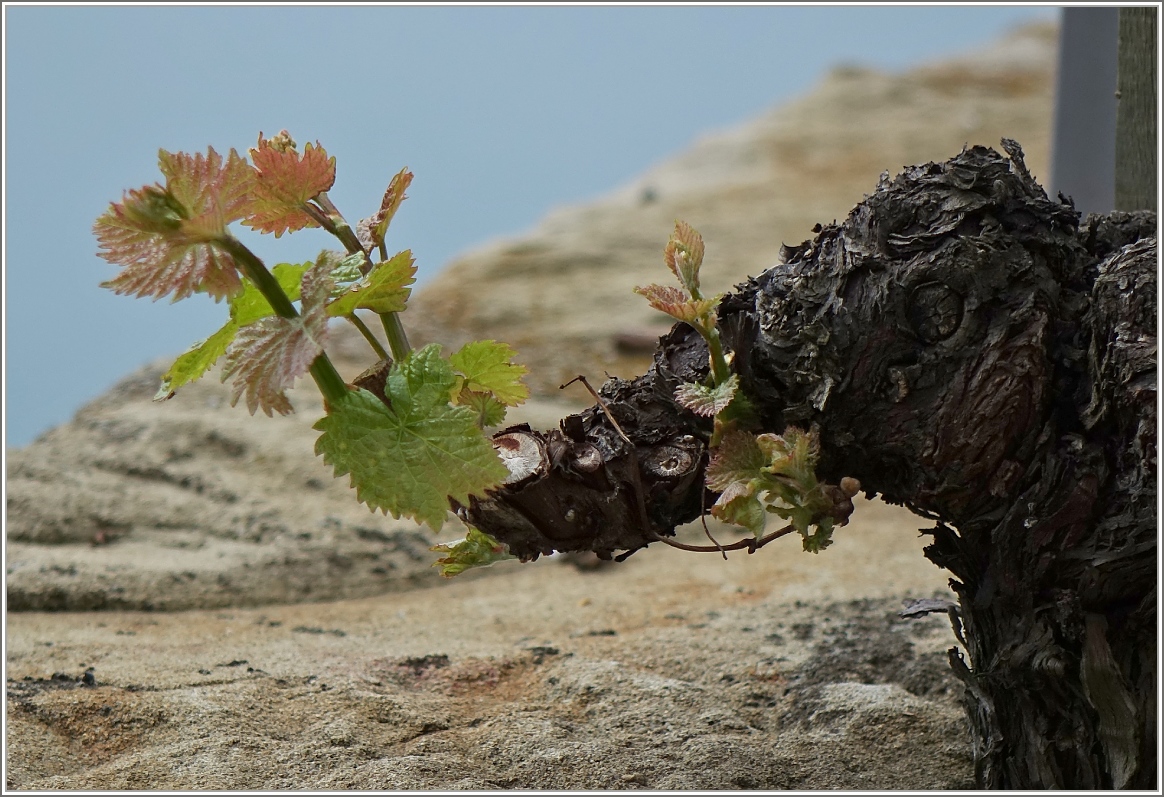 Beginn eines neuen  Weines
(06.04.2014)