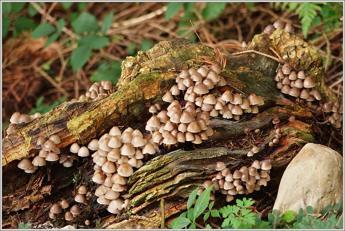 Bei ein Spaziergang durch den Wald lässt sich so mancherlei entdecken.
(19.09.2015)