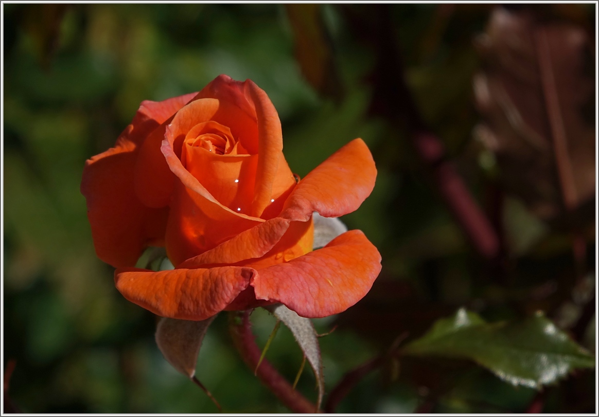 Blühende Rose im Oktober
(17.10.2014)