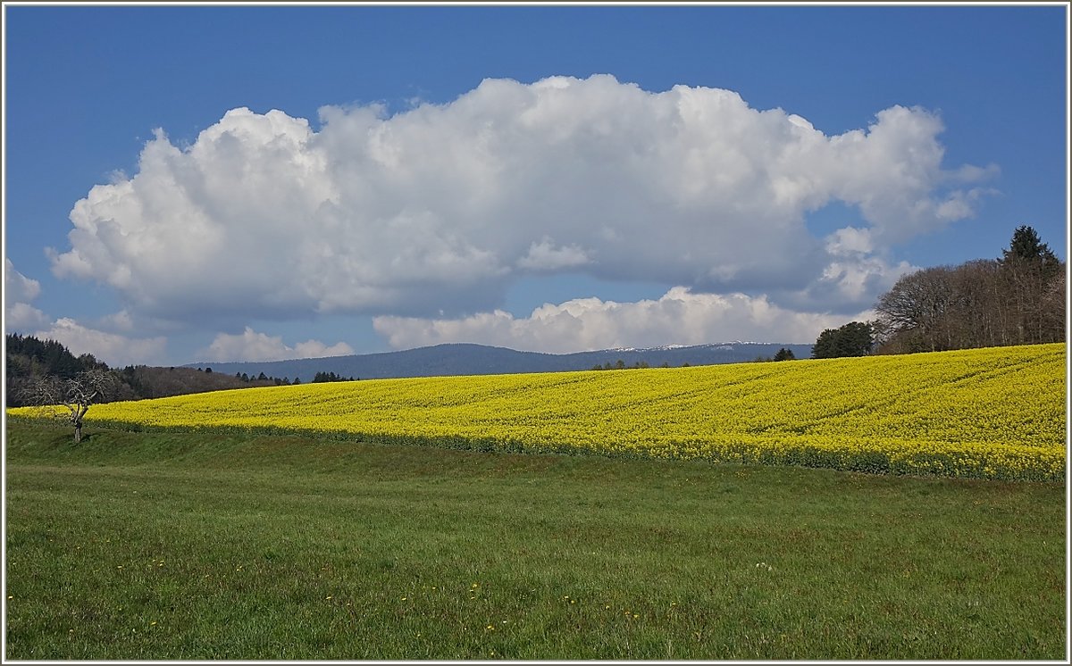 Blühendes Rapsfeld bei Apples
(20.04.2021)