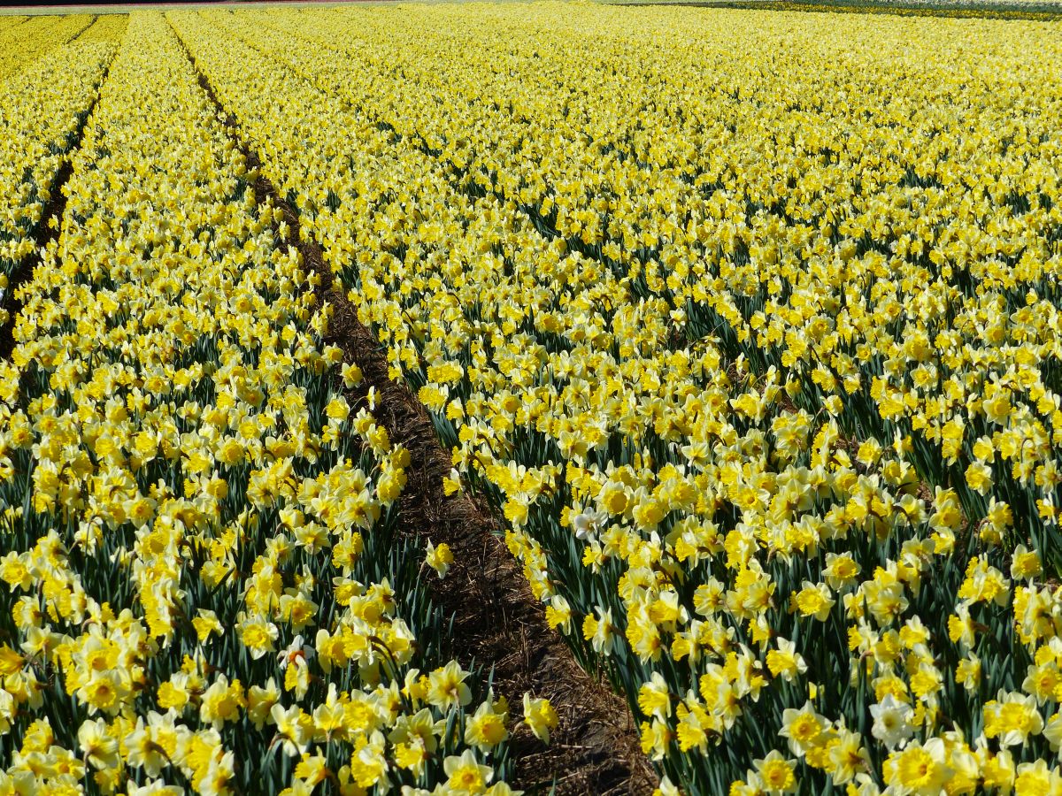 Blumenfelder mit Narzissen. Loosterweg, Voorhout 02-04-2017.

Bloembollenveld met narcissen. Loosterweg, Voorhout 02-04-2017.