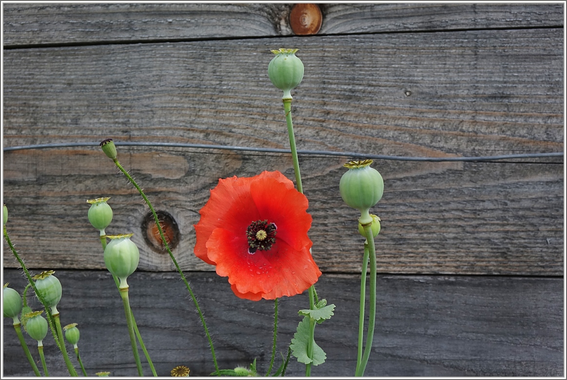 Blumenkunst
(09.07.2017)