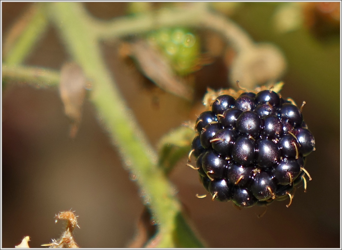 Brombeerzeit
(23.07.2015)