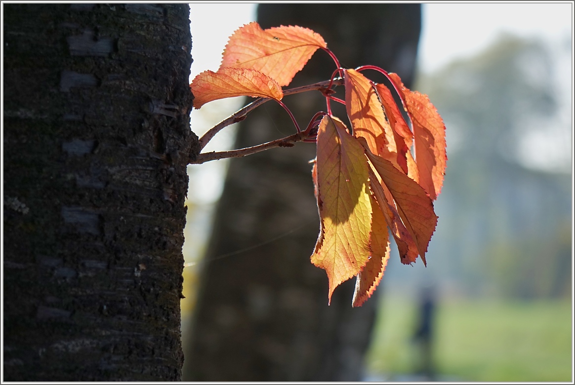 Bunter Herbst
(23.10.2015)