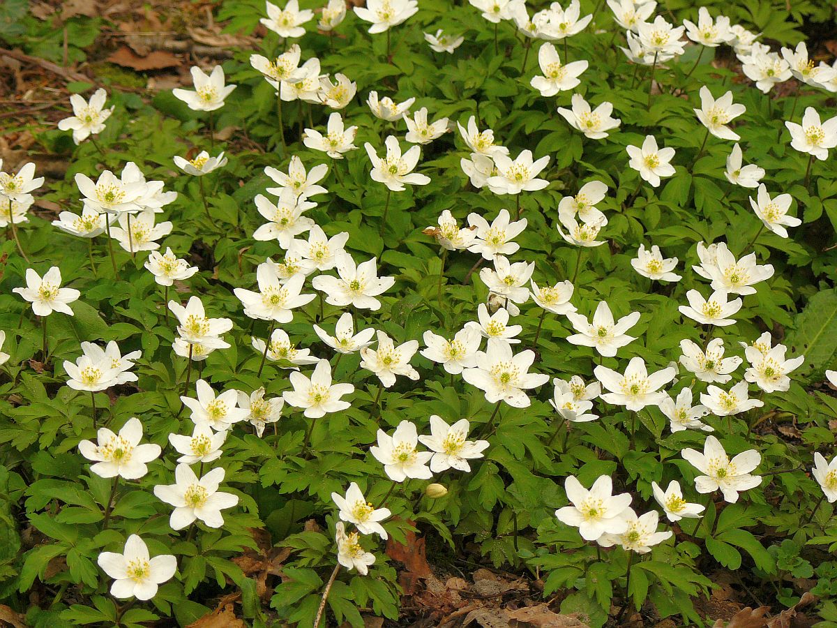 Buschwindrschen (Anemone nemorosa)  Leidse Hout  Leiden 30-03-2014.

Bosanemonen (Anemone nemorosa) in het park De Leidse Hout in Leiden 30-03-2014.