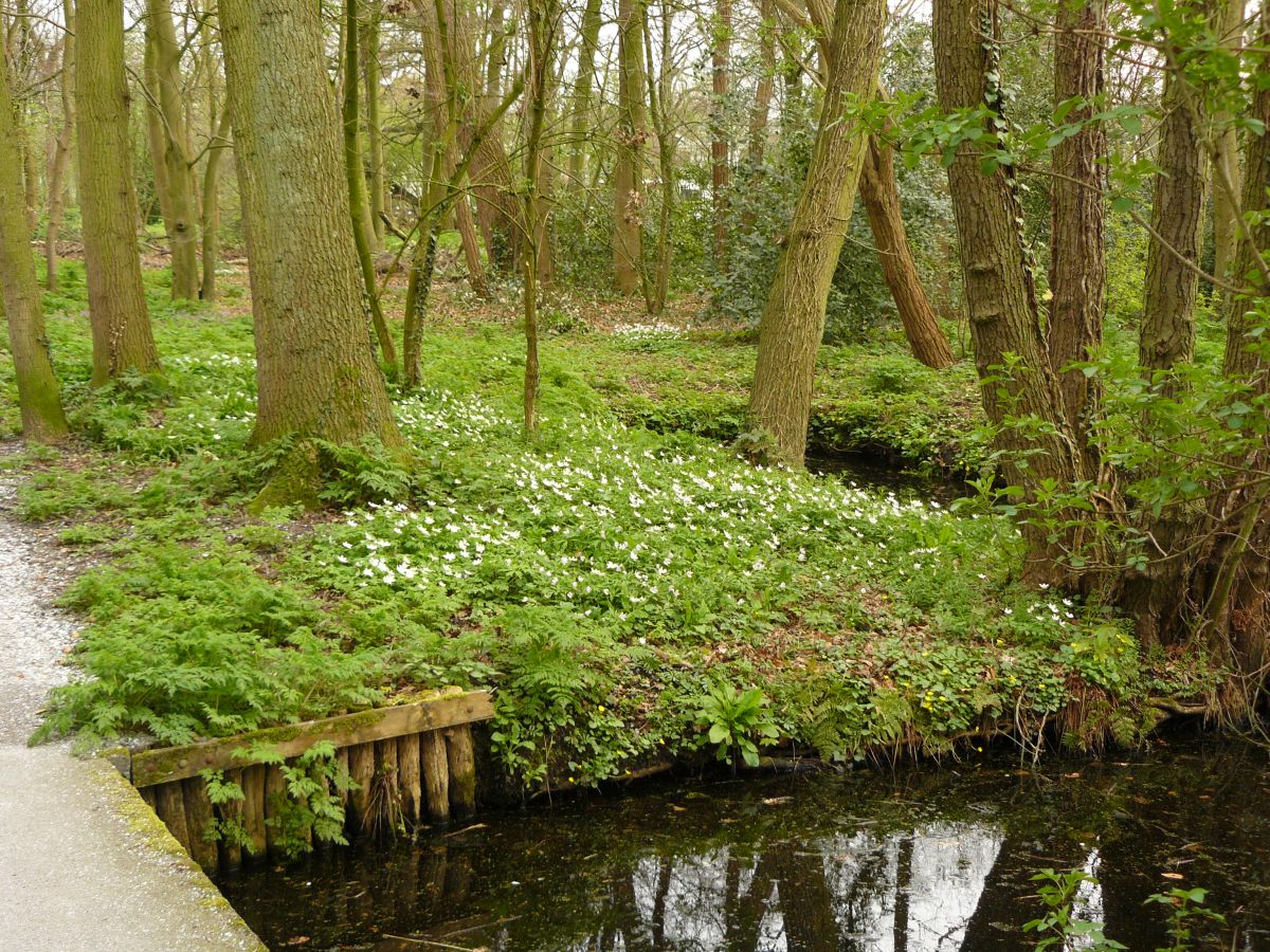 Buschwindrschen (Anemone nemorosa)  Leidse Hout  Leiden 30-03-2014. 

Bosanemonen (Anemone nemorosa) in het park De Leidse Hout in Leiden 30-03-2014.