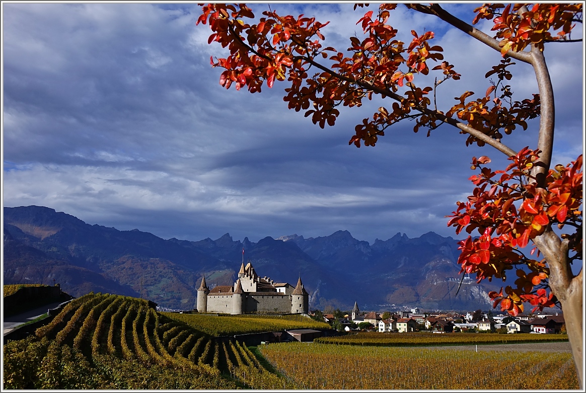 Das Château d'Aigle umgeben von Weinbergen.
(03.11.2014)