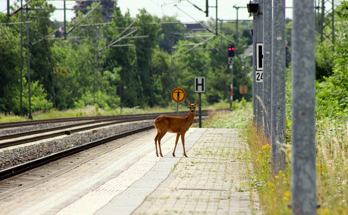 Das fast schon zutrauliche Bahnhofs-Reh war auch mal wieder da....Schleswig 25.06.2017