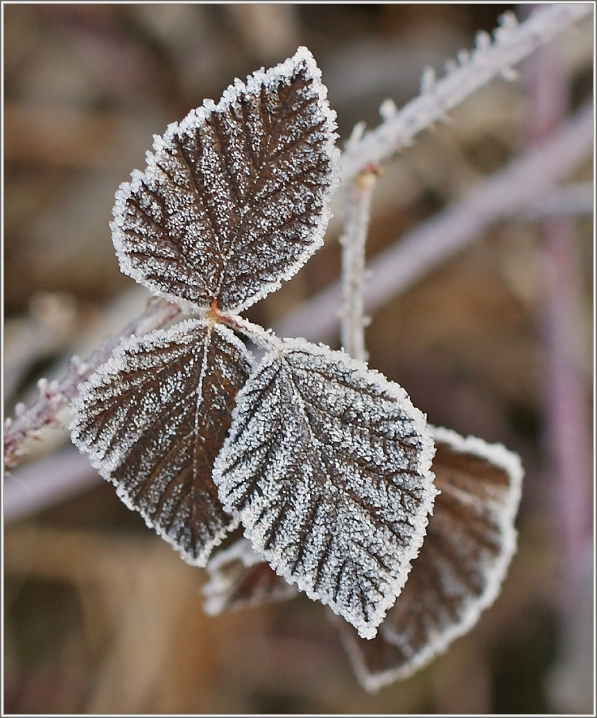 Der Frost unterstreicht Linien und Formen der Blätter besonders schön.
(02.01.2017) 
