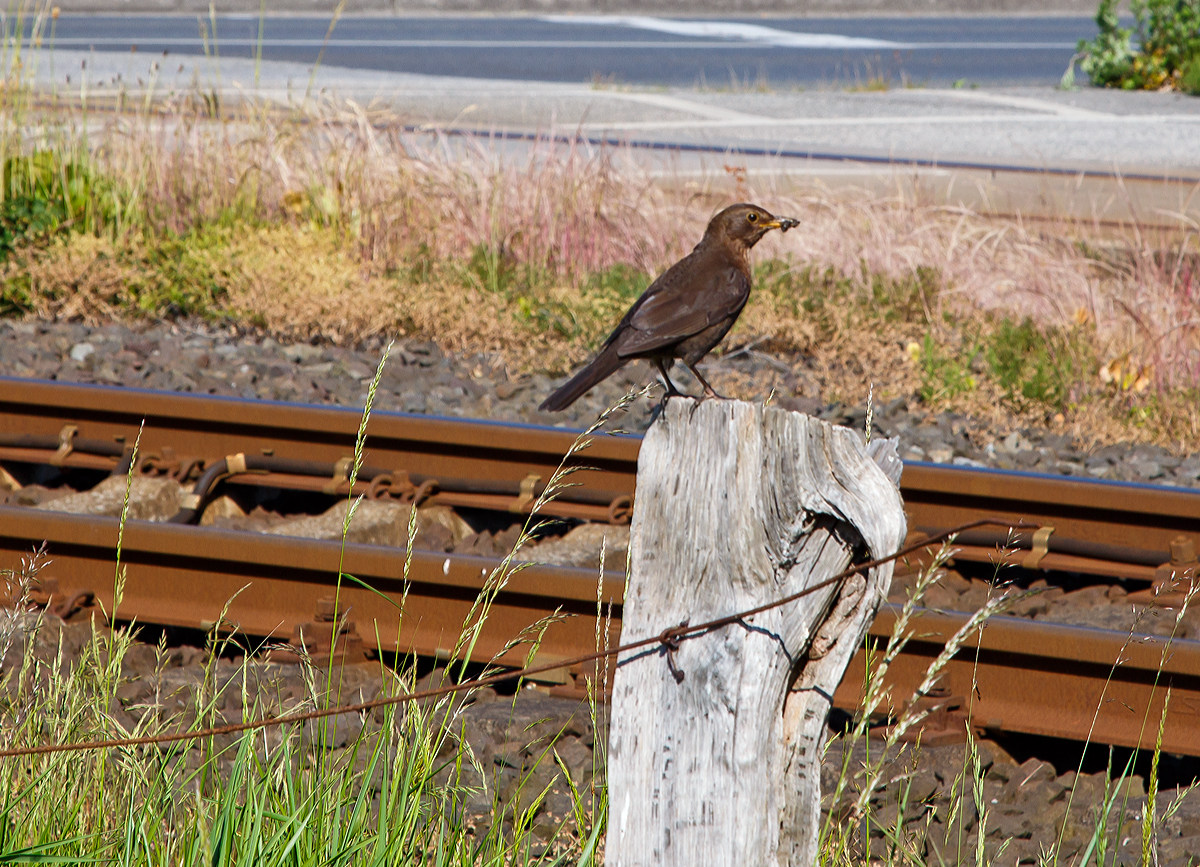 
Der frühe Vogel fängt den Wurm.....bzw. hat ihn schon gefangen, nun muss er erst wohl schauen ob die Strecke frei ist;-)

Gesehen am 12.06.2015 in Großenbrode an der Vogelfluglinie (KBS 141).