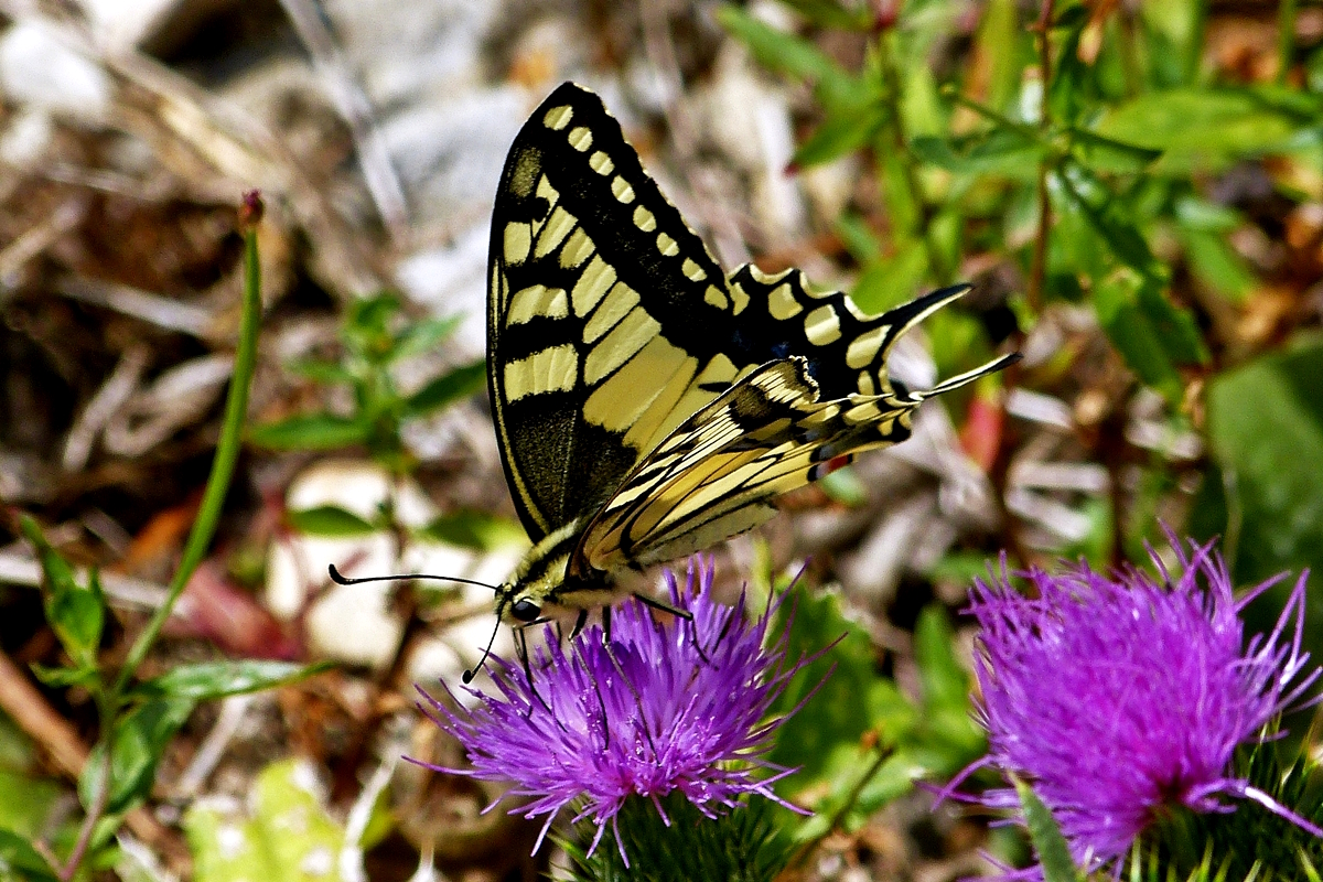 Der Schwalbenschwanz (Papilio machaon) ist ein Schmetterling aus der Familie der Ritterfalter (Papilionidae). Am 02.09.2018 begegnete mir ein besonders sch�nes Exemplar zwischen Wasserbilligerbr�ck und Igel. (Hans)