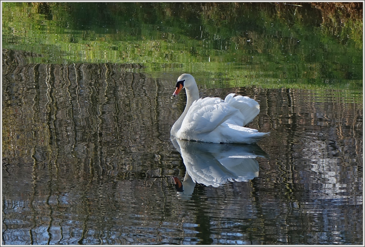 Der Schwan geniesst die warmen Sonnenstrahlen.
(24.02.2014)