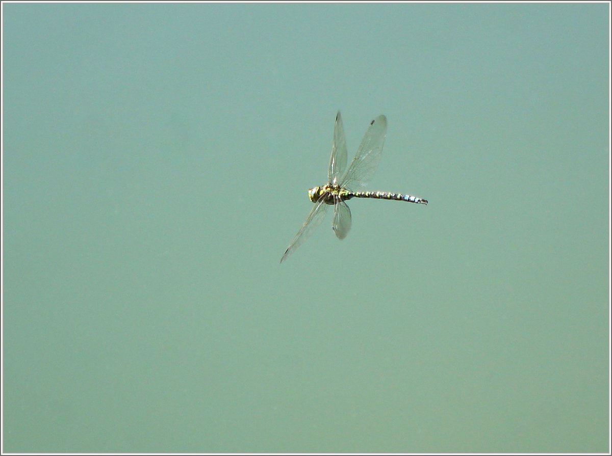 Der Versuch eine Libelle im Flug zu fotografieren.
(29.08.2019)