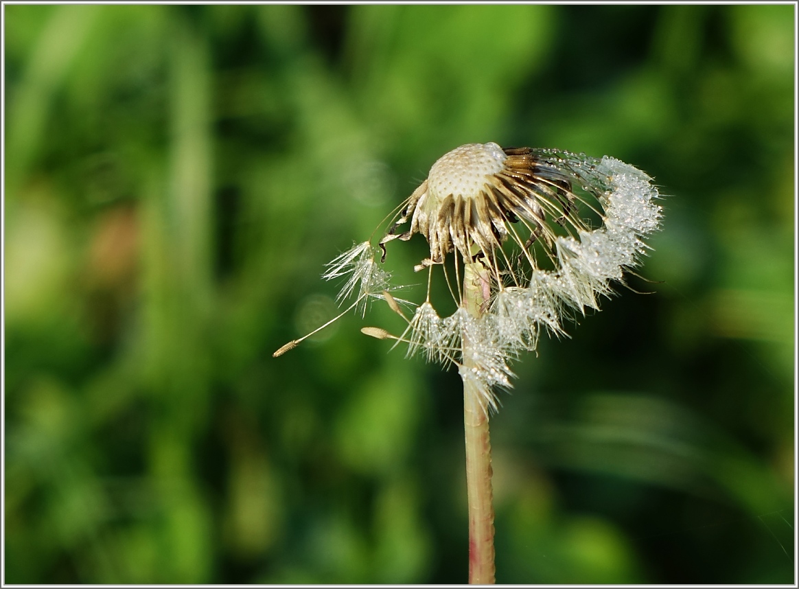 Die Blütezeit ist vorbei.
(04.10.2014)