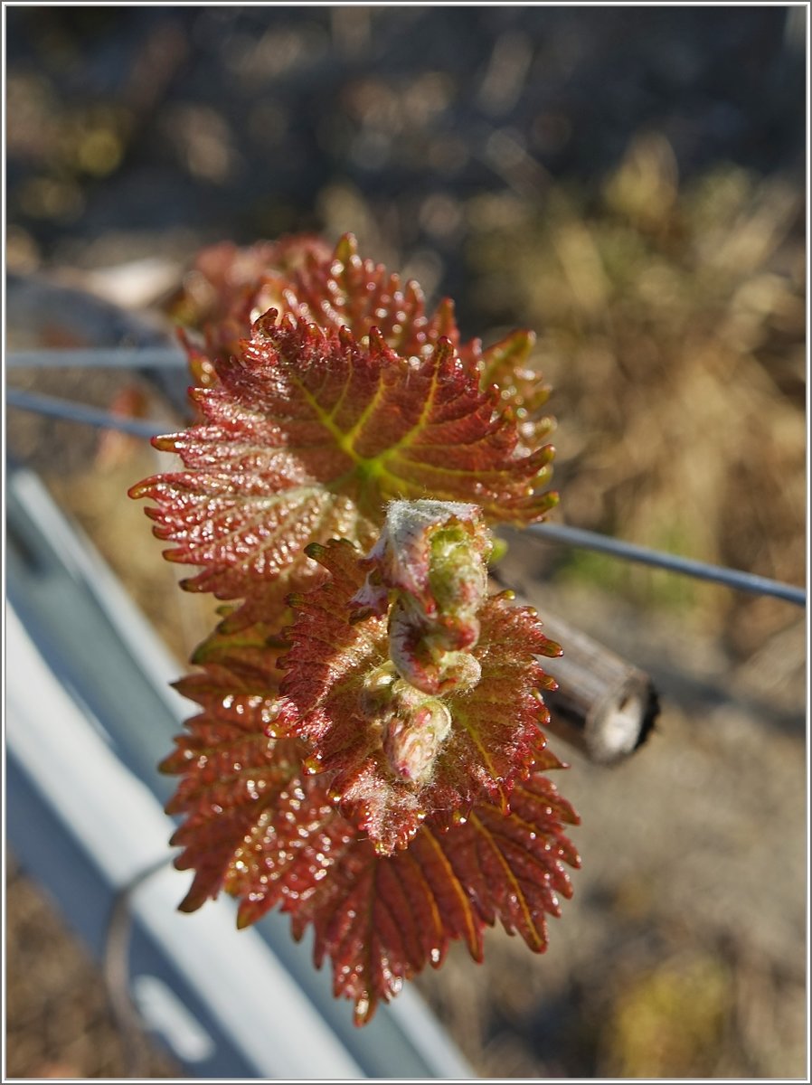 Die ersten Triebe der Rebe für den Wein 2018
(20.04.2018)