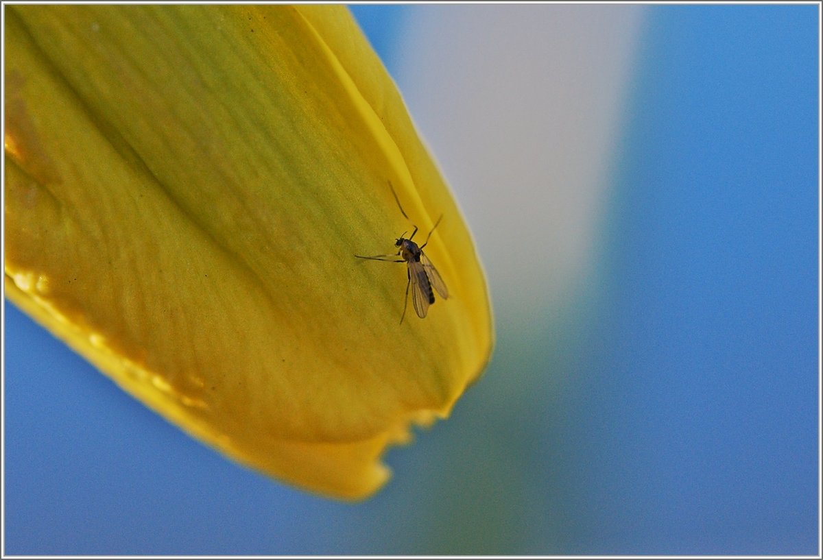 Die frische Morgenluft lässt die Mücke pausieren
(06.04.2018)