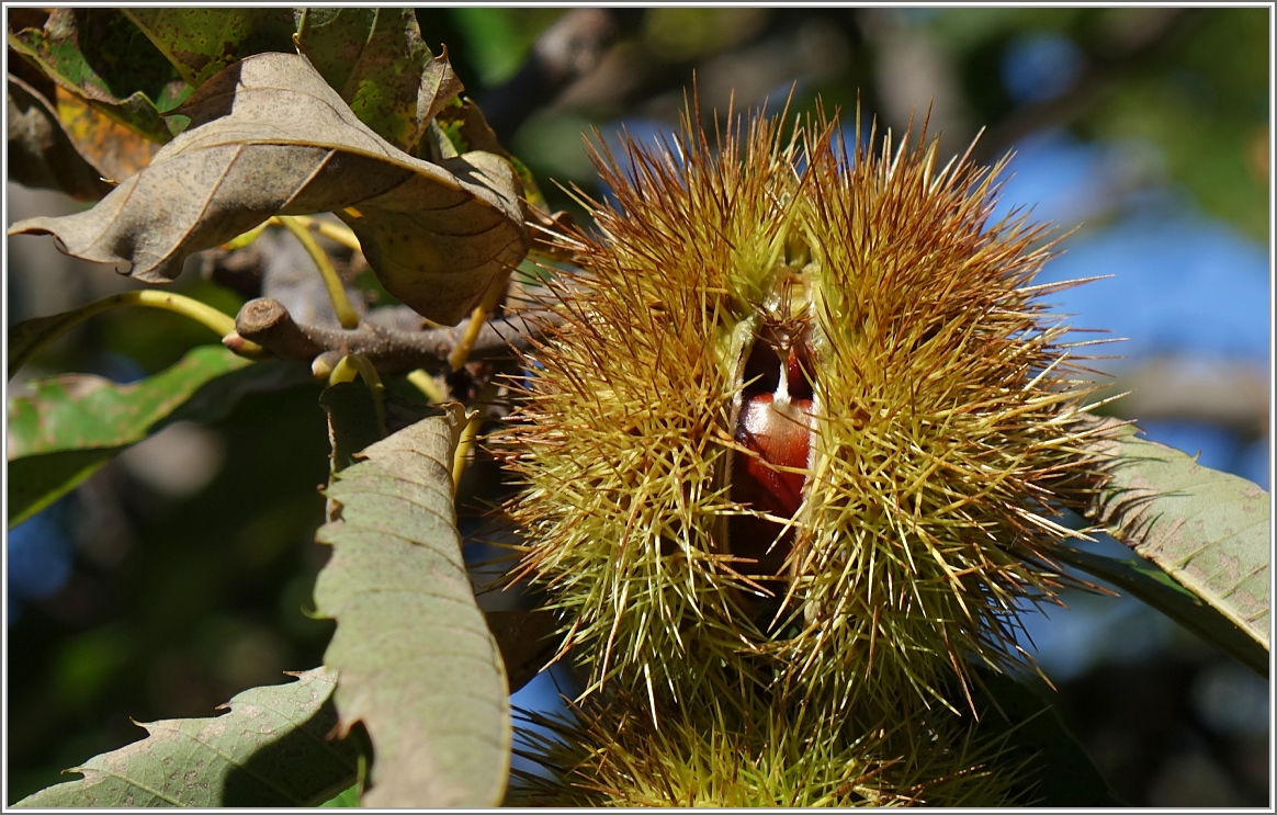 Die Kastanien sind reif.
(24.09.2015)