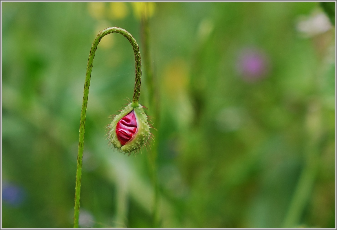 Die Knospe einer Mohnblume öffnet sich.
(25.04.2015)