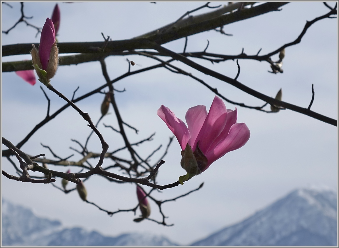 Die Mangolienblüte ist wunderschön geht aber rasch vorbei. Während die eine kurz vor der Entfaltung ist, ist die andere bereits am verblühen.
(18.03.2015)