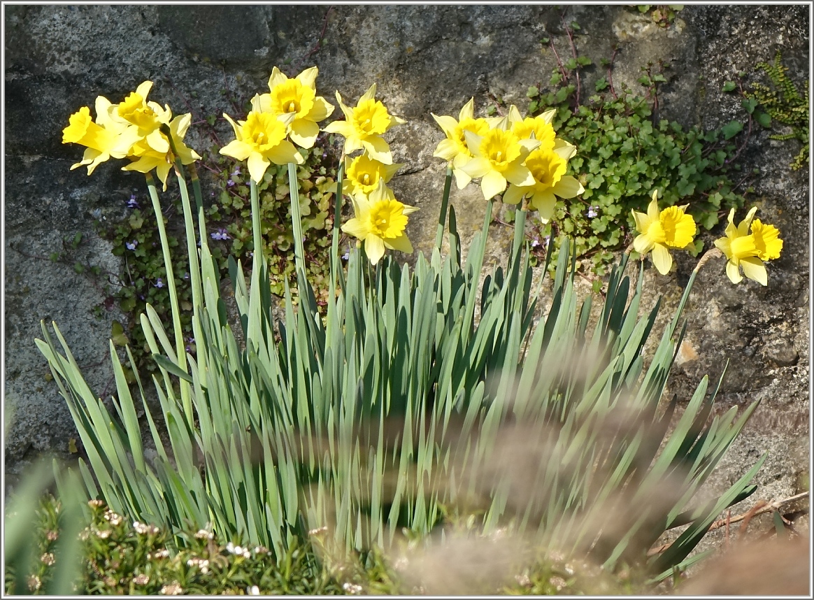 Die Osterglocken in Nachbars Garten blühen schon.
(07.03.2014)