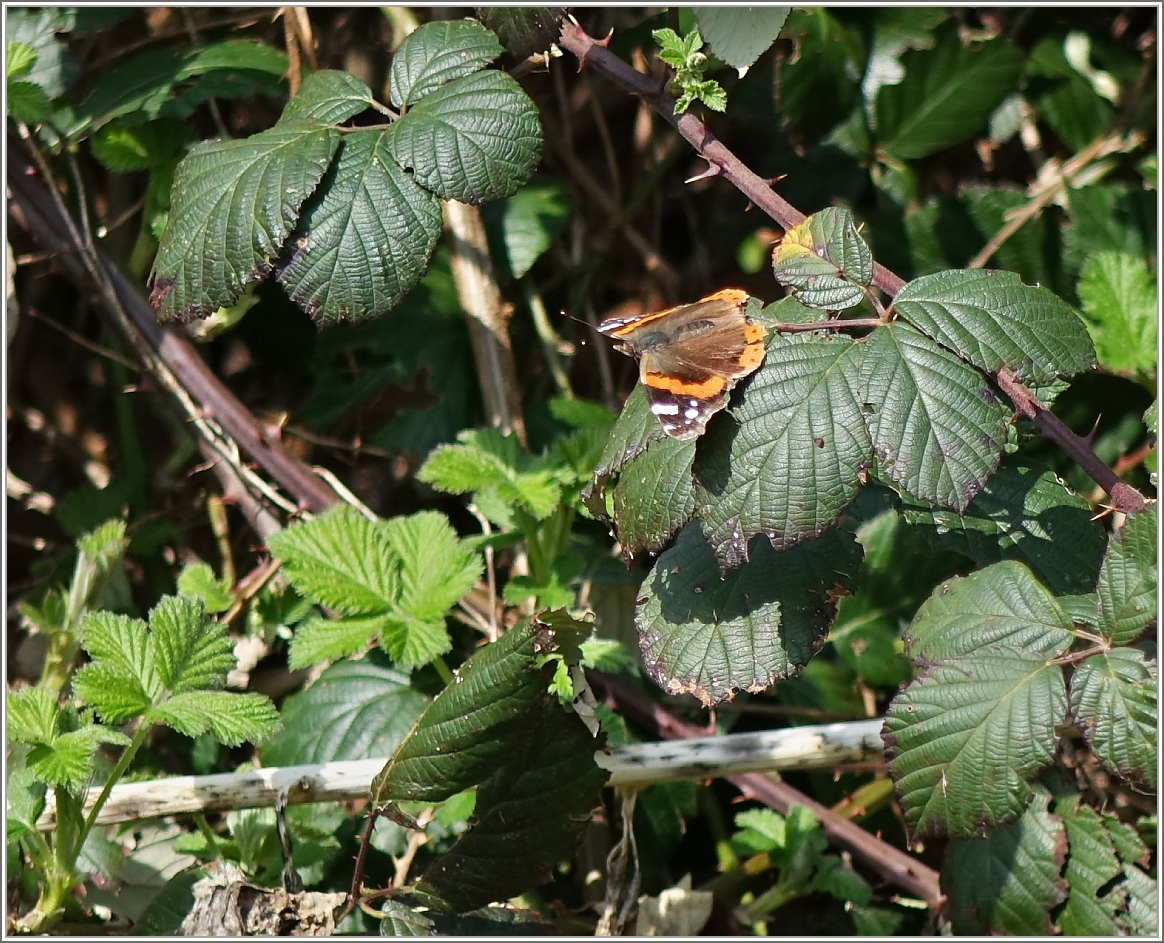 Die Schmetterlinge fliegen dieses Jahr früher: ein Admiral geniesst die wärmende Sonne.
(20.03.2014)