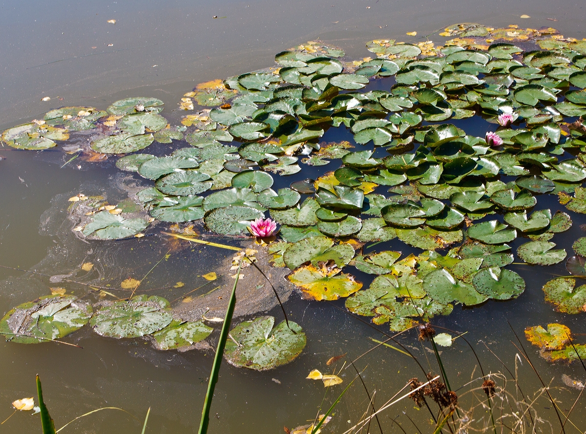 Die Seerosen gehen langsam auf...
Am 04.08.2013 am Elkenrother Weiher.