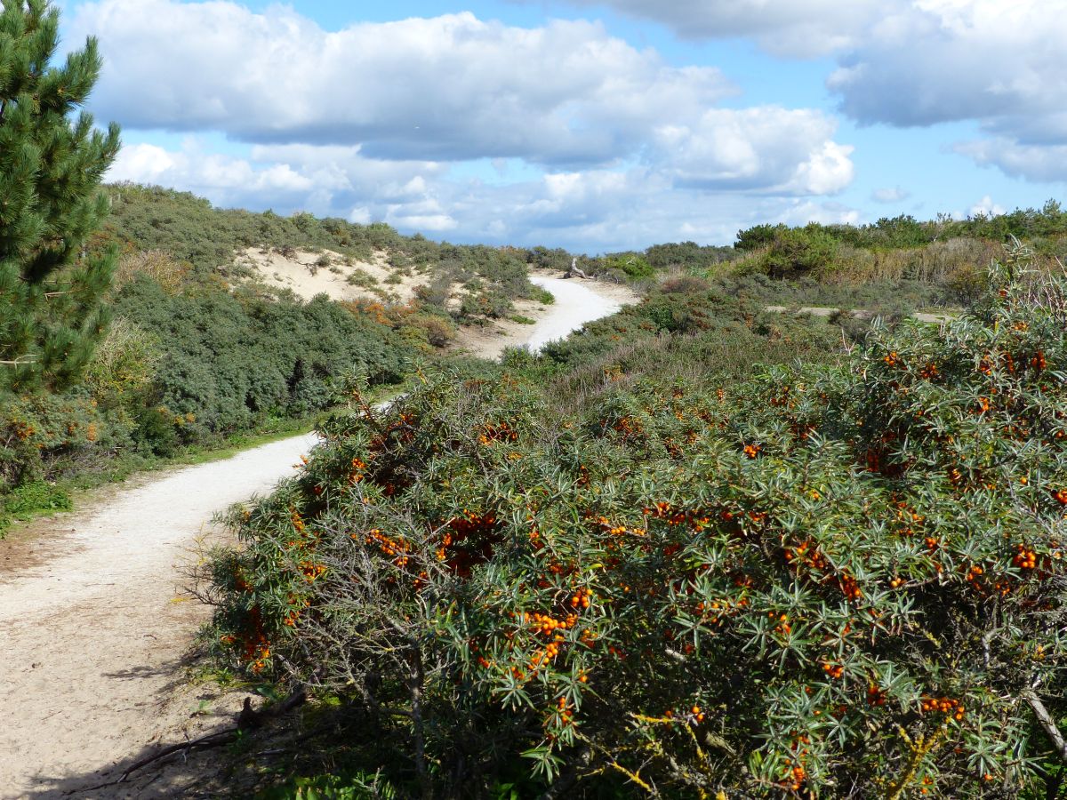 Dne bei Noordwijk 27-09-2015.

Duinen bij de Zeeweg, Noordwijk 27-09-2015.