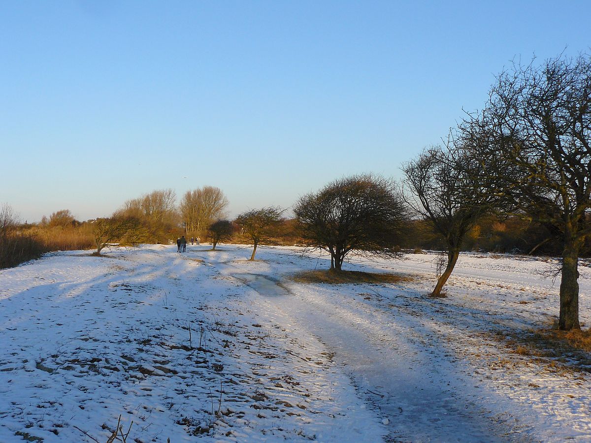 Dne bei Wassenaar 28-12-2014.

Duinen Meijendel, Wassenaar 28-12-2014.