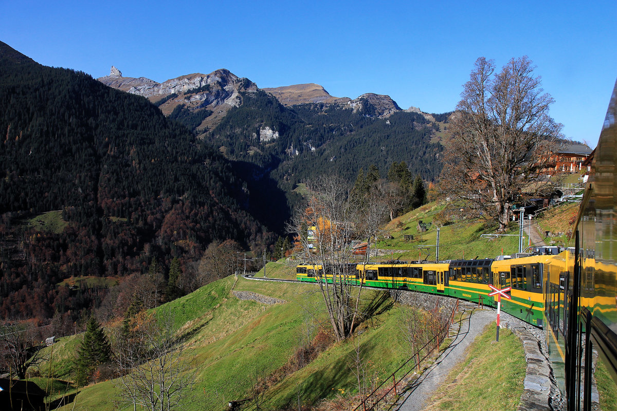Durch Zufügung eines Gelenksteuerwagens an zwei dreiteilige Panorama-Triebwagen der Wengernalpbahn ist jetzt ein riesig langer 8-Wagenzug entstanden. Blick zurück aus dem Steuerwagen BDt 254 auf die beiden Pano-Triebwagen 147 und 148 unterhalb Wengen. 7.November 2020 