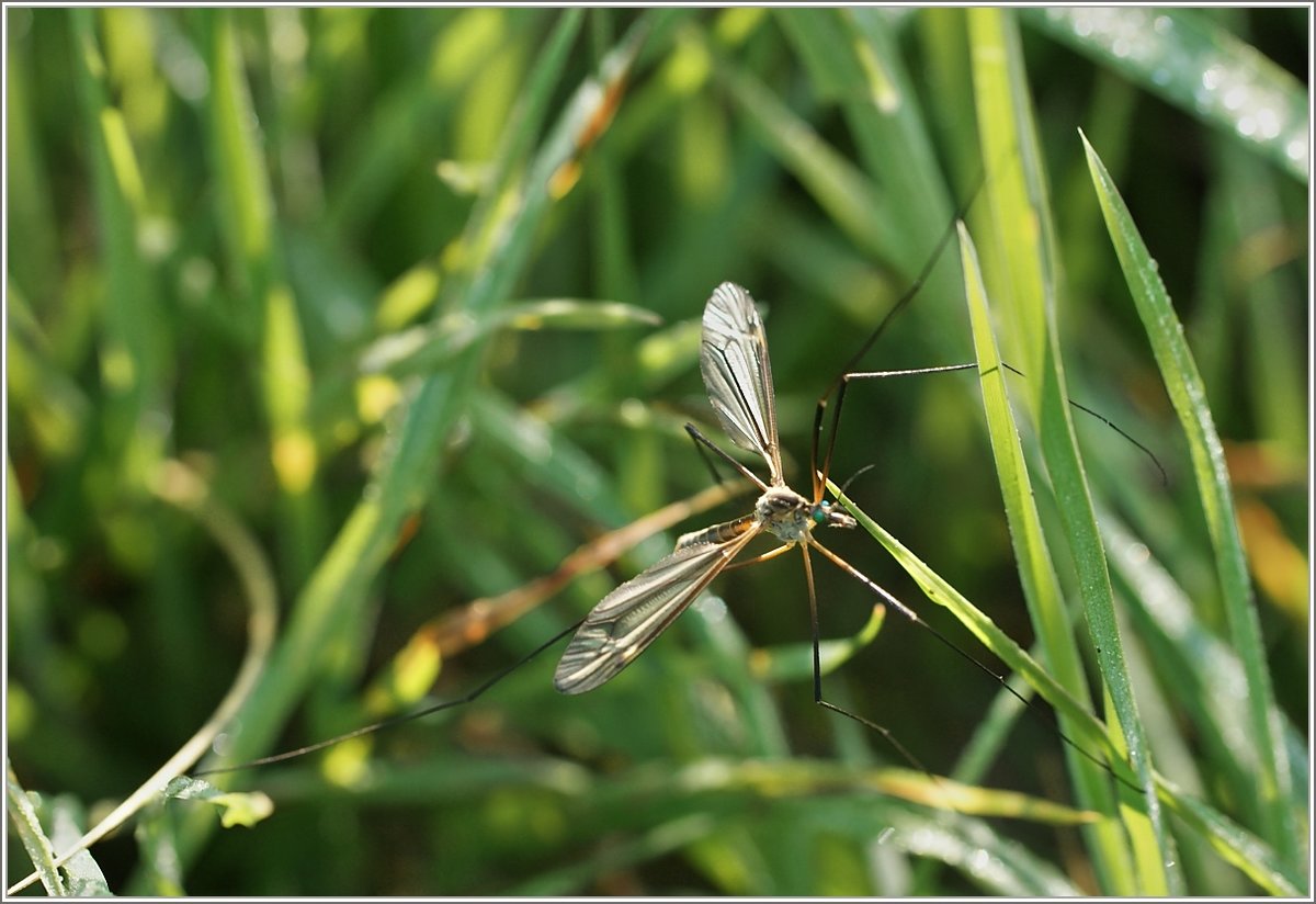 Eigentlich nicht gern gesehen, und ist doch faszinierend auf seine Art:
Eine Schnake am Wiesenrand.
(05.05.2018) 