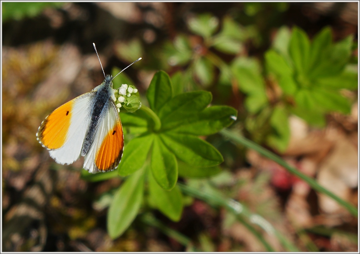 Ein Aurorafalter im Sonnenlicht.
(21.04.2017)